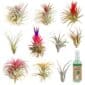 Luchtplantjes 10 Tillandsia