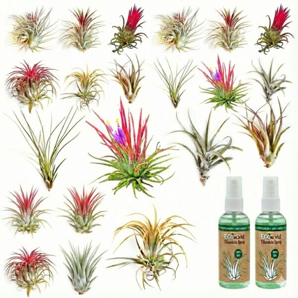Luchtplantjes 20 Tillandsia Luchtplantjes 20 Tillandsia