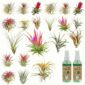 Luchtplantjes 20 Tillandsia