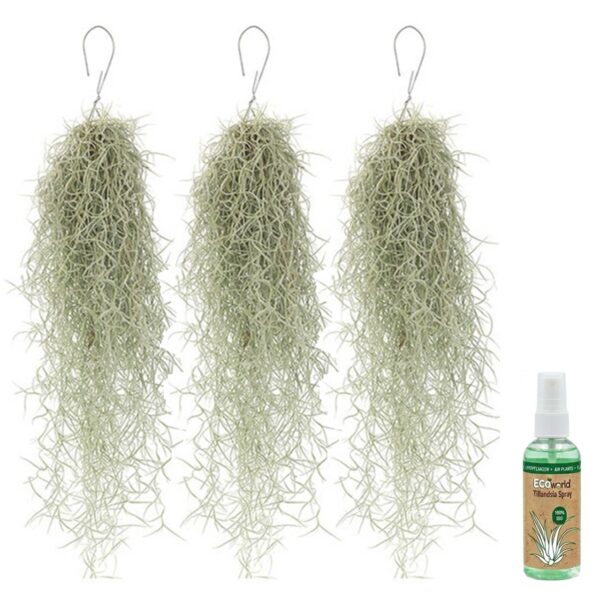 Spaans Mos 3 Tillandsia Usneoides Mousse espagnole 3 Tillandsia usneoides