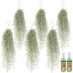 Mousse espagnole 6 Tillandsia usneoides