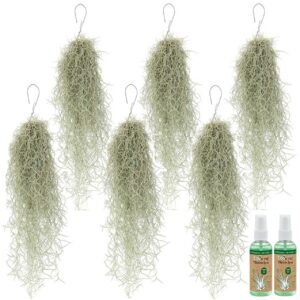Spaans Mos 6 Tillandsia Usneoides