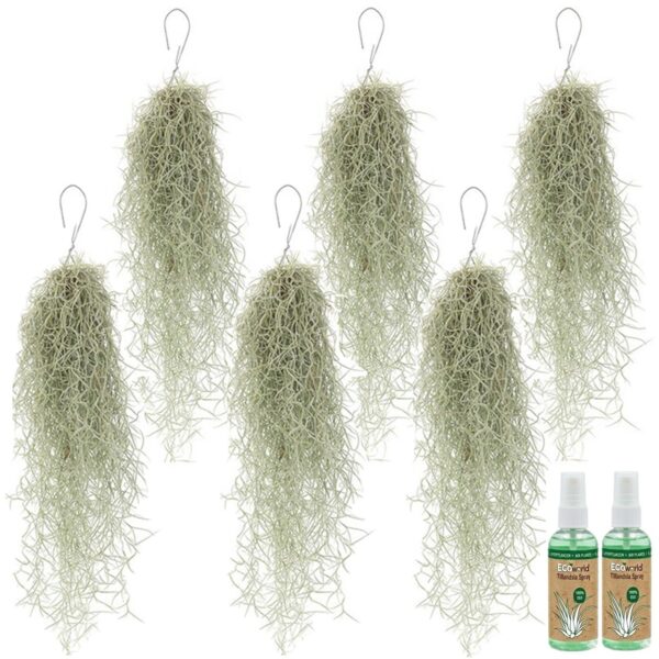Spaans Mos 6 Tillandsia Usneoides Mousse espagnole 6 Tillandsia usneoides