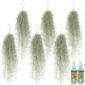 Spaans Mos 6 Tillandsia Usneoides