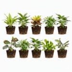 Mini Plantjes 10