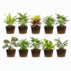 Mini Plantjes 10