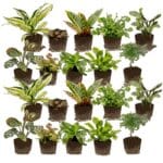 Mini Plantjes 20
