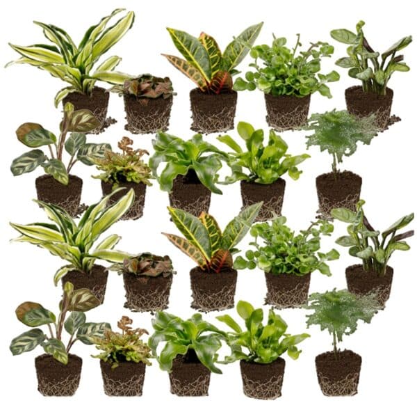 Mini Plantjes 20 Mini Plantjes 20