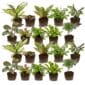 Mini Plantjes 20
