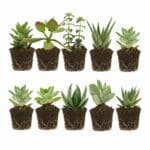 Mini Vetplanten 10