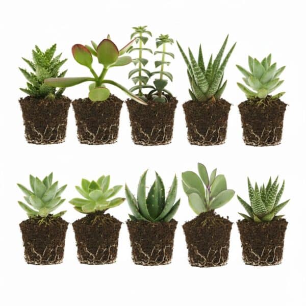 Mini Vetplanten 10 Mini Vetplanten 10