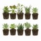Mini Vetplanten 10