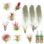 Luchtplantjes 10 Tillandsia 3 Spaans Mos
