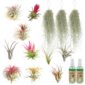 Luchtplantjes 10 Tillandsia 3 Spaans Mos