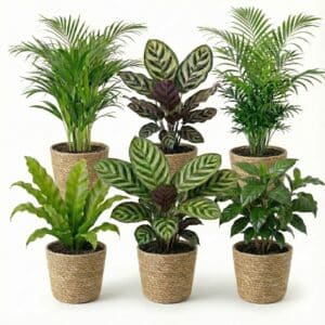 Luchtzuiverende Planten Zeegras 6