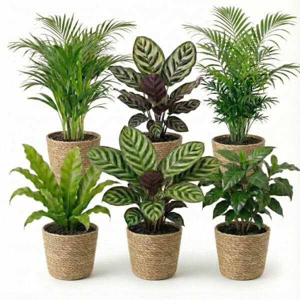 Luchtzuiverende Planten Zeegras 6