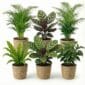 Luchtzuiverende Planten Zeegras 6