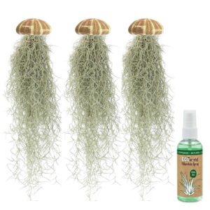 Jelly Fish 3 Kwal Tillandsia Usneoides Zee Egel