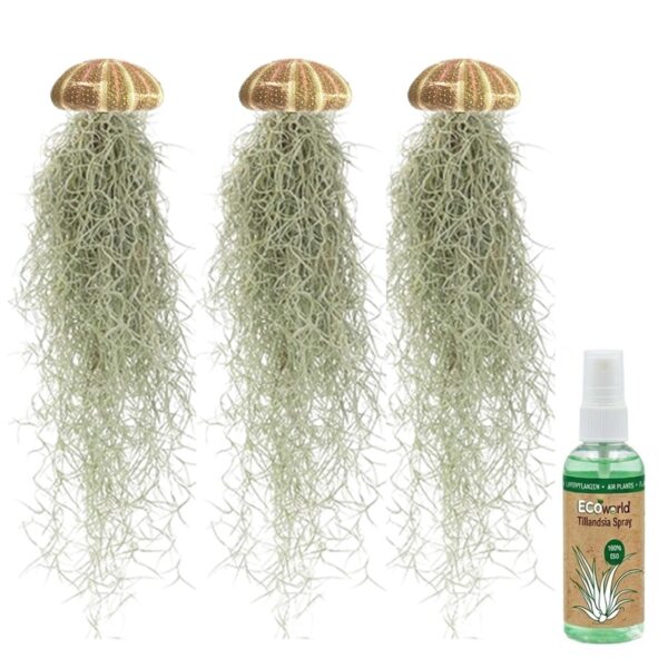 Jelly Fish 3 Kwal Tillandsia Usneoides Zee Egel Jelly Fish 3 Kwal Tillandsia Usneoides Zee Egel