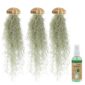 Jelly Fish 3 Kwal Tillandsia Usneoides Zee Egel