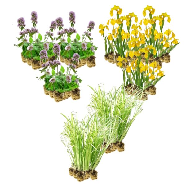 Helofyten Planten 8-12m2 Helophyten Pflanzen 8–12 m²