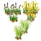 Helophyten Pflanzen 8–12 m²