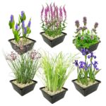 Moeras- en Waterplanten Pakket 6.500-10.000L
