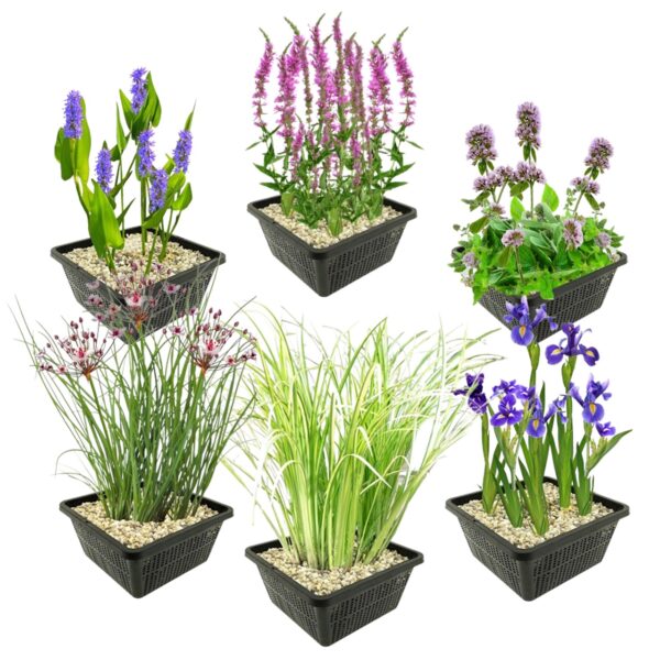 Moeras- en Waterplanten Pakket 6.500-10.000L