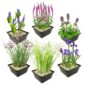Moeras- en Waterplanten Pakket 6.500-10.000L