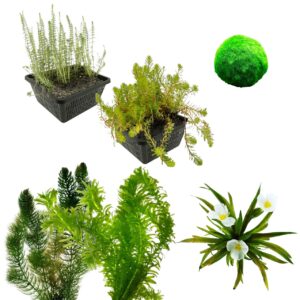 Zuurstofplanten Pakket 1.500-3.000L