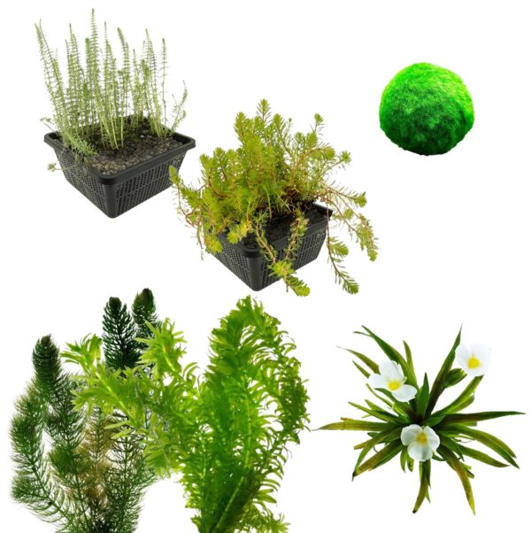 Zuurstofplanten Pakket 1.500-3.000L