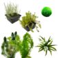 Zuurstofplanten Pakket 1.500-3.000L