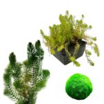 Zuurstofplanten Pakket 100-400L
