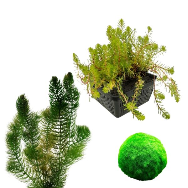Zuurstofplanten Pakket 100-400L Zuurstofplanten Pakket 100-400L