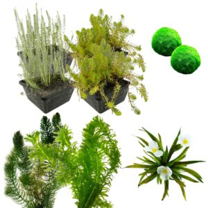 Zuurstofplanten Pakket 3.500-6.000L
