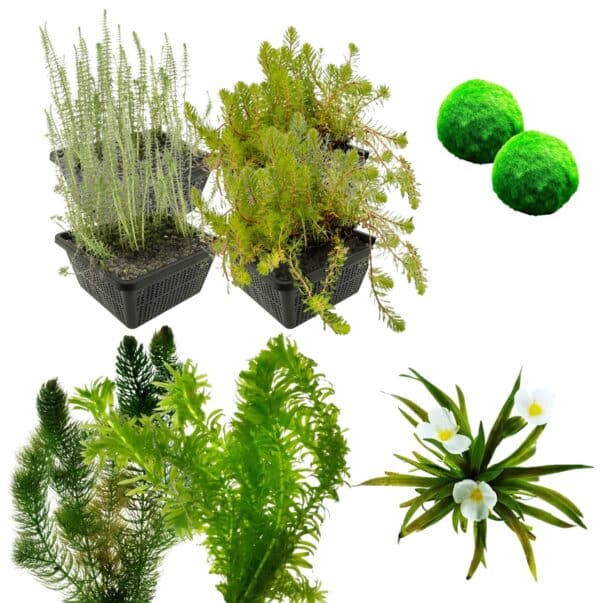Zuurstofplanten Pakket 3.500-6.000L Zuurstofplanten Pakket 3.500-6.000L