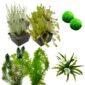 Zuurstofplanten Pakket 3.500-6.000L