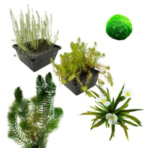 Zuurstofplanten Pakket 500-1.250L
