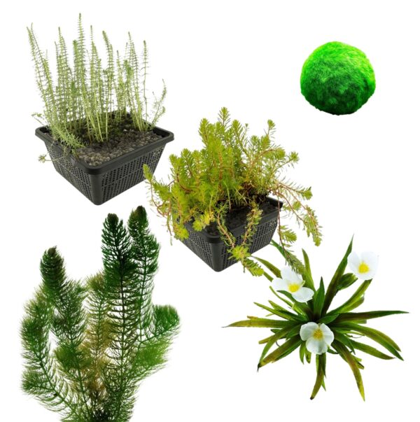 Zuurstofplanten Pakket 500-1.250L