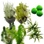 Zuurstofplanten Pakket 6.500-10.000L