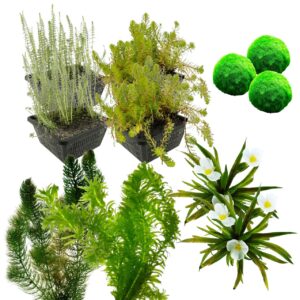 Zuurstofplanten Pakket 6.500-10.000L