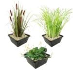Set 3 Oeverplanten