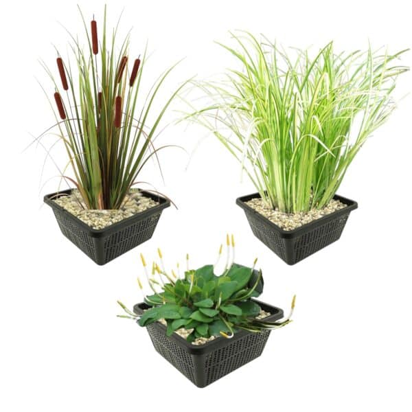 Set 3 Oeverplanten Set 3 Oeverplanten