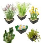 Inheems Waterplanten Pakket 100-400L