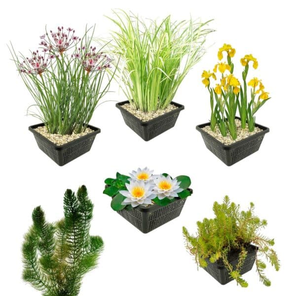 Inheems Waterplanten Pakket 100-400L Inheems Waterplanten Pakket 100-400L