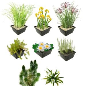 Inheems Waterplanten Pakket 500-1.250L