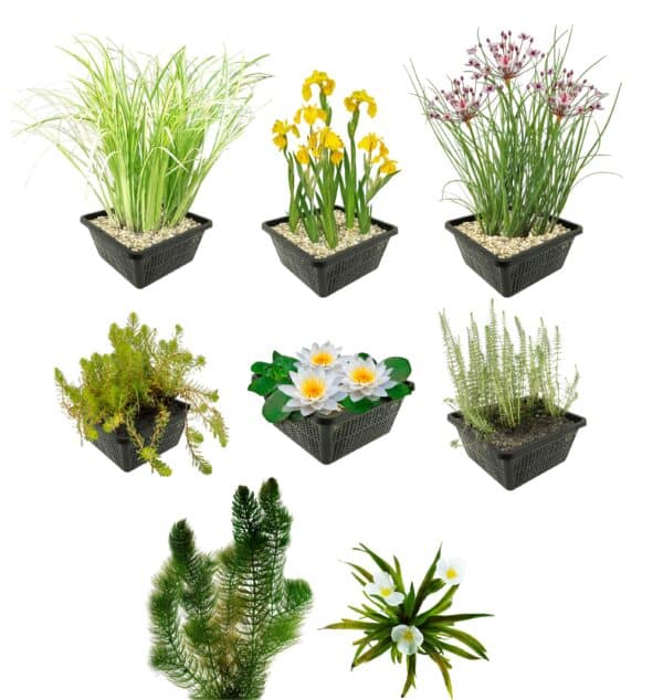 Inheems Waterplanten Pakket 500-1.250L Inheems Waterplanten Pakket 500-1.250L