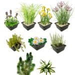 Inheems Waterplanten Pakket 6.500-10.000L