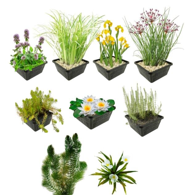 Inheems Waterplanten Pakket 6.500-10.000L Inheems Waterplanten Pakket 6.500-10.000L