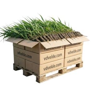 Riet 2000 planten